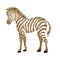 Small Baby Zebra Wall Stencil | 2632 by Designer Stencils | Animal & Nature Stencils | Reusable Art Craft Stencils for Painting on Walls, Canvas, Wood | Reusable Plastic Paint Stencil for Home Makeover | Easy to Use & Clean Art Stencil